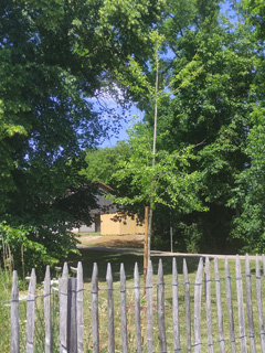 ginkgo biloba